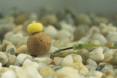 Enterprise Tackle Popup Sweetcorn Washed out Range