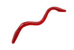 E-Sox Lobworms