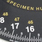 Reuben Heaton Specimen Hunter Scale